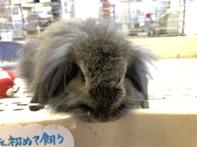 ロップイヤーラビット