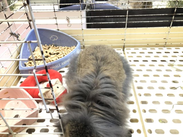 ロップイヤーラビット