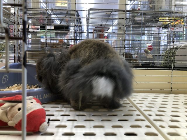 ロップイヤーラビット