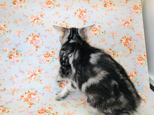 アメリカンショートヘア