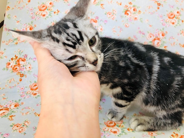 アメリカンショートヘア