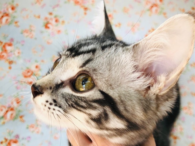 アメリカンショートヘア