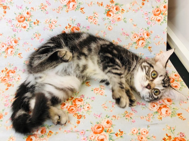 アメリカンショートヘア