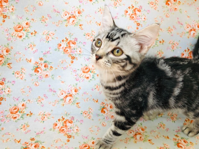 アメリカンショートヘア