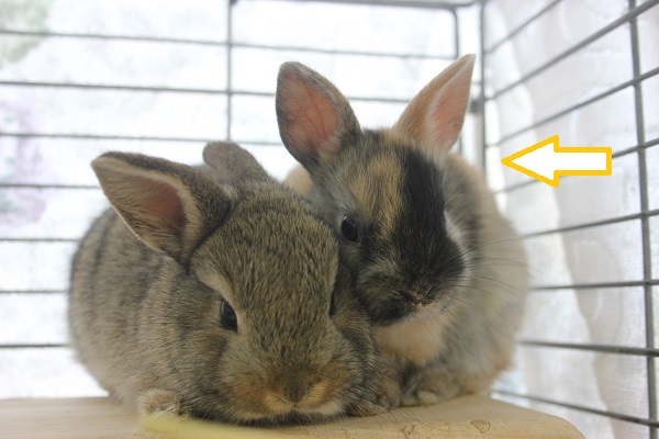 ドワーフラビット