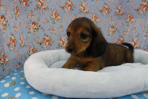 ミニチュアダックス