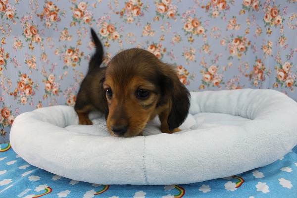 ミニチュアダックス