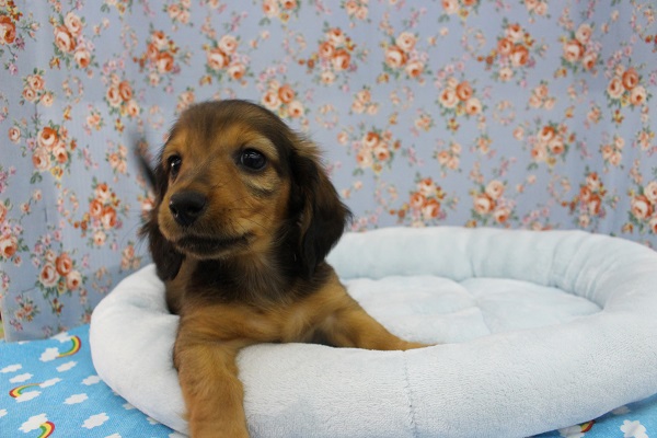 ミニチュアダックス