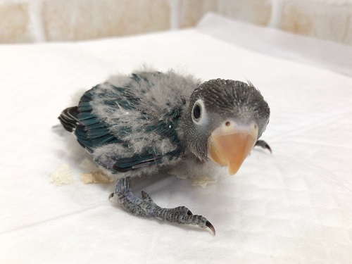 キエリクロボタンインコ