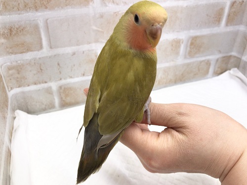 コザクラインコ（小桜インコ）