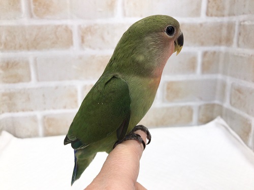 コザクラインコ（小桜インコ）