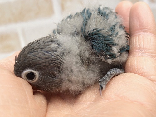 キエリクロボタンインコ