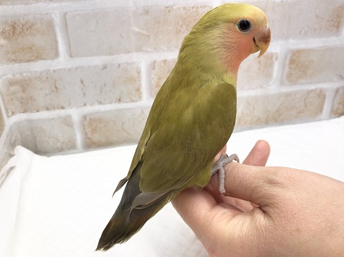 コザクラインコ（小桜インコ）