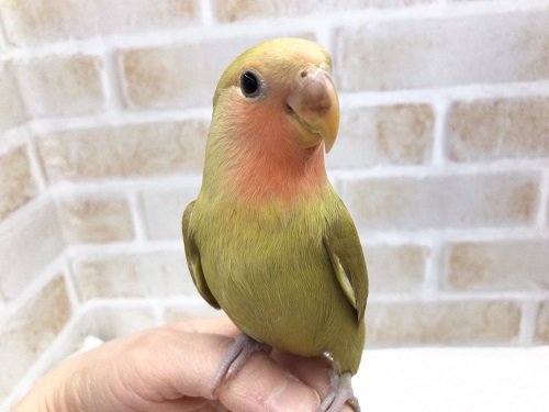 コザクラインコ（小桜インコ）