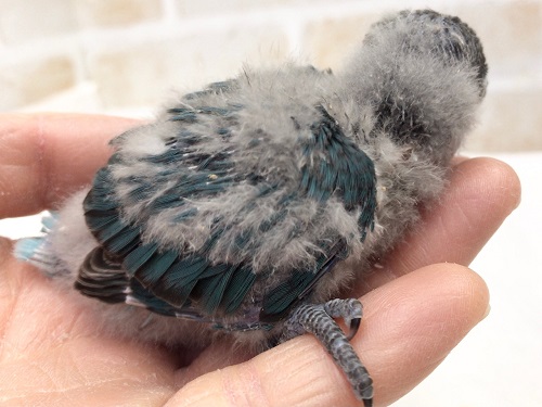 キエリクロボタンインコ