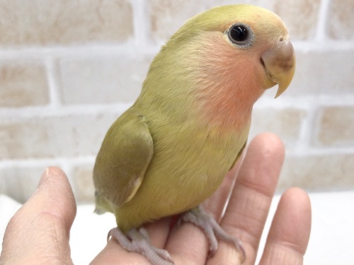 コザクラインコ（小桜インコ）
