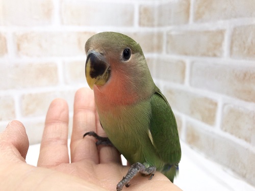 コザクラインコ（小桜インコ）