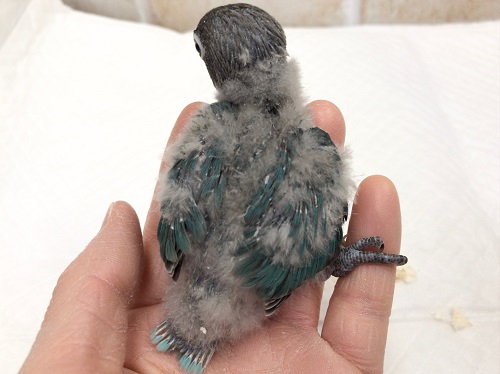 キエリクロボタンインコ