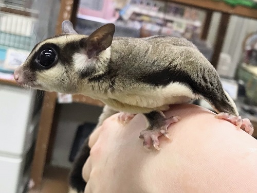 フクロモモンガ