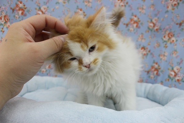 スコティッシュフォールド