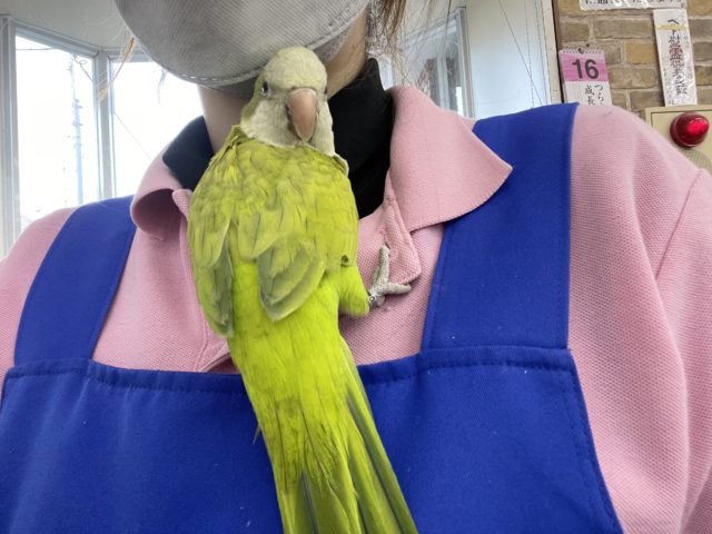 オキナインコ