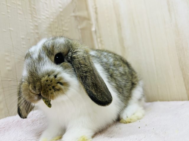 ロップイヤーラビット