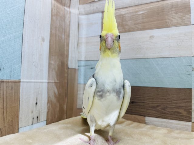 オカメインコ