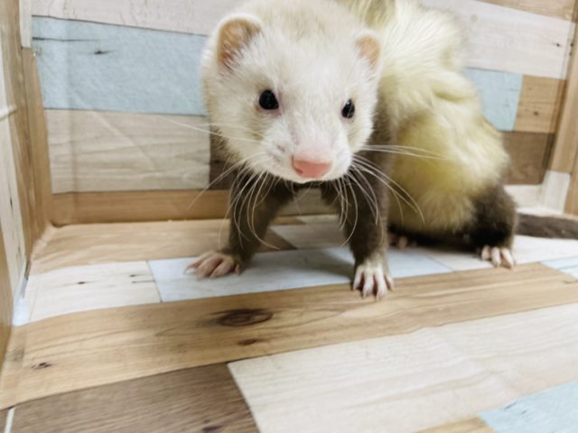 フェレット