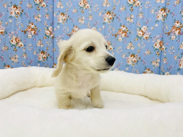 ミニチュアダックス