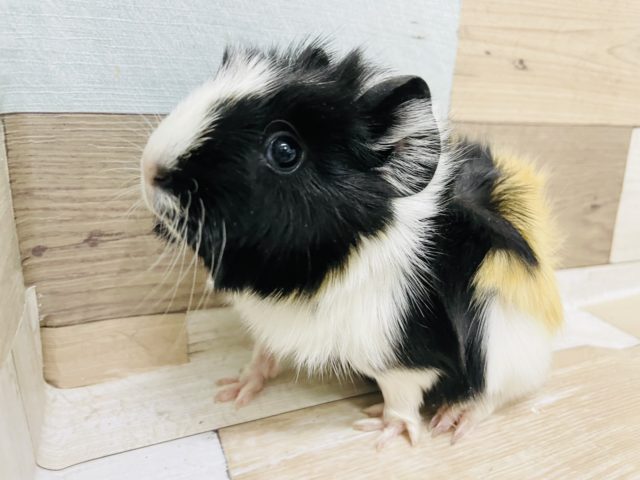 アビシニアンモルモット