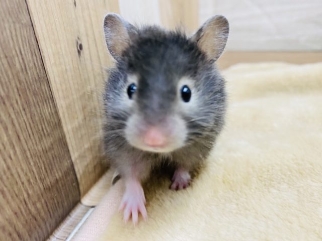 ゴールデンハムスター