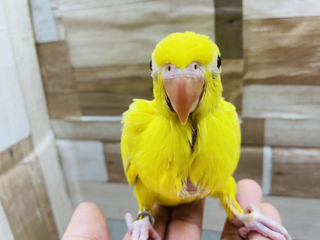 ワカケホンセイインコ（月の輪インコ）