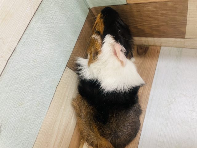 アビシニアンモルモット