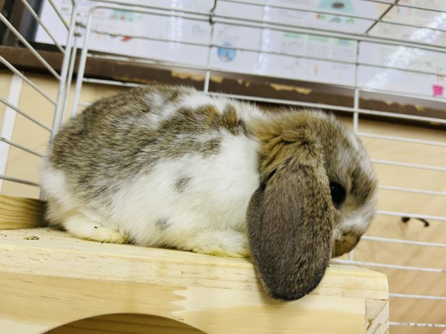 ロップイヤーラビット