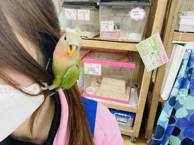 コザクラインコ（小桜インコ）