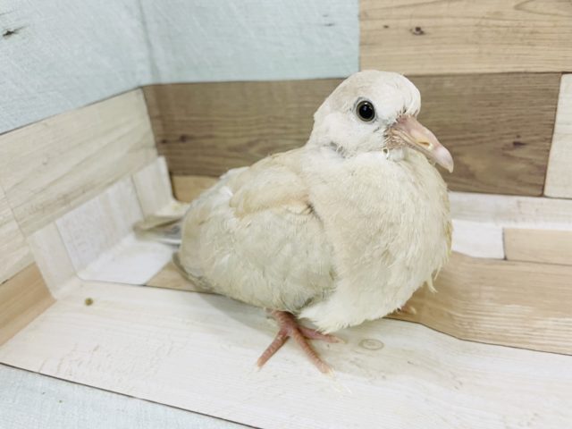 ジュズカケバト