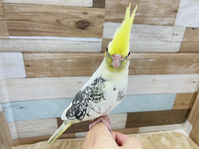 オカメインコ