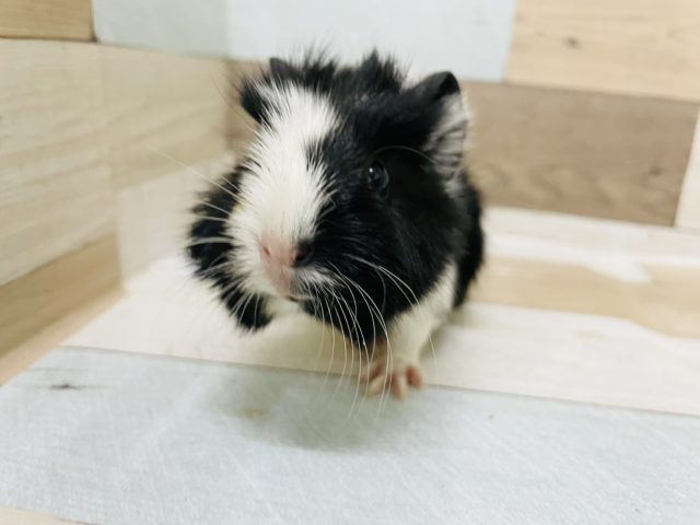 アビシニアンモルモット