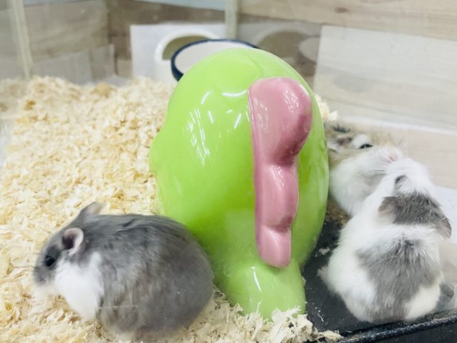  ロボロフスキーハムスター