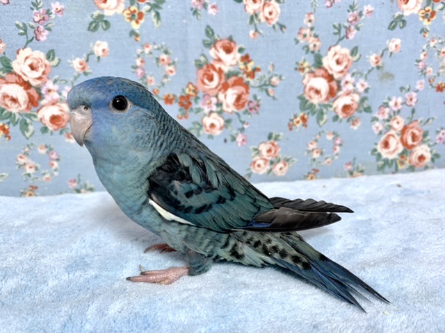 サザナミインコ