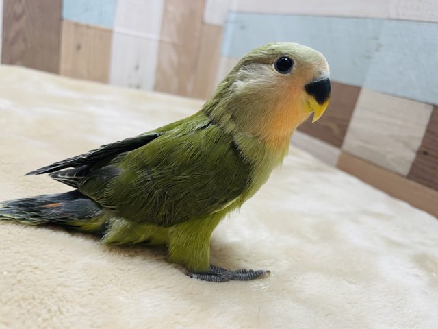 コザクラインコ（小桜インコ）