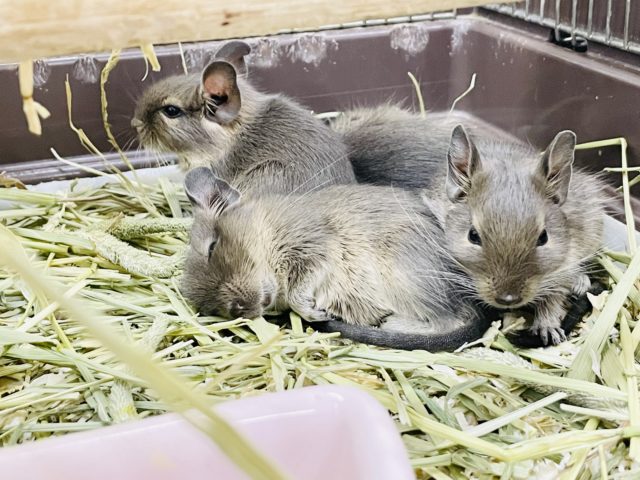 キュートボーイズ★ブルーデグーくん! デグー