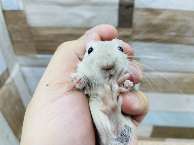 カラージャービル（スナネズミ）