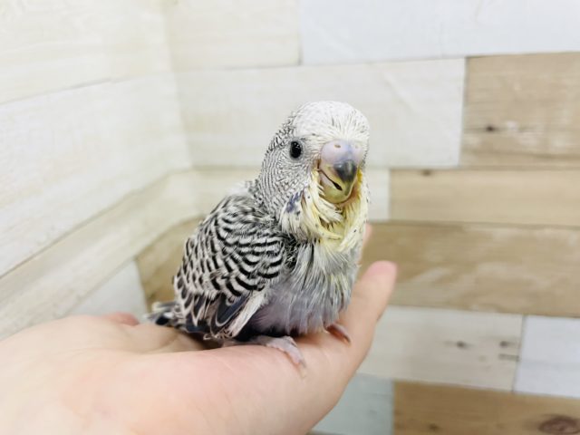 ジャンボセキセイインコ