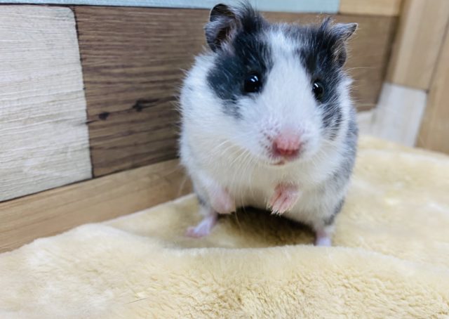 ゴールデンハムスター