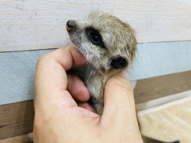 ミーアキャット