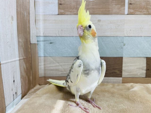 オカメインコ
