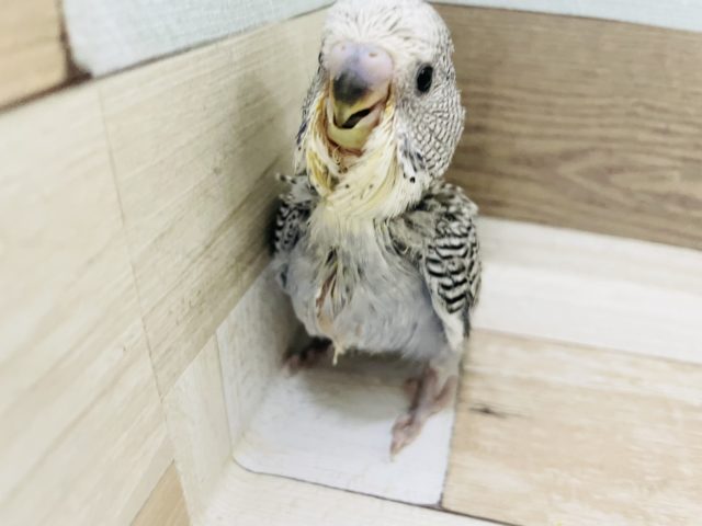 ジャンボセキセイインコ