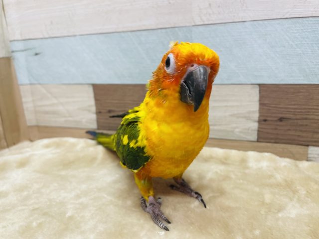 コガネメキシコインコ