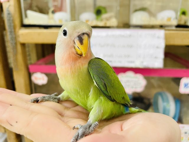 コザクラインコ（小桜インコ）
